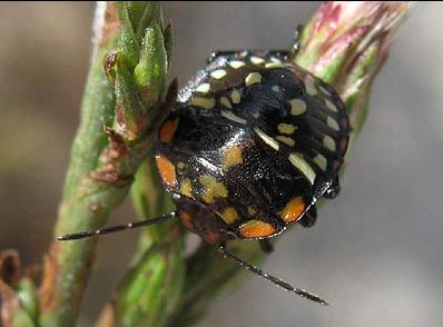 Mid instar nymph of southern green shieldbug life cycle with predominantly dark colouration. Image © Steve Gill.
